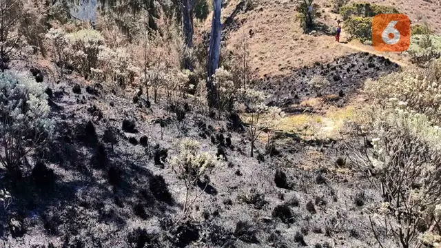 Di balik Kebakaran Gunung Arjuno, Satwa Terancam Diburu Sampai Turun ke Permukiman