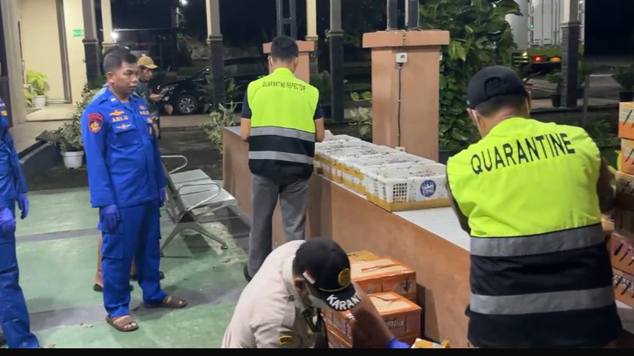 Modus Penyelundupan Ratusan Burung Mahal Bakal dari Lampung ke Bekasi, Siapa Pembelinya?