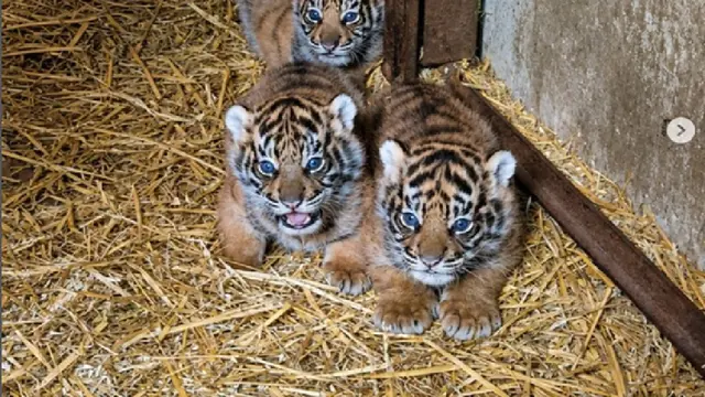 Hore, 4 Bayi Harimau Sumatera Lahir Perdana di Taman Satwa di Inggris