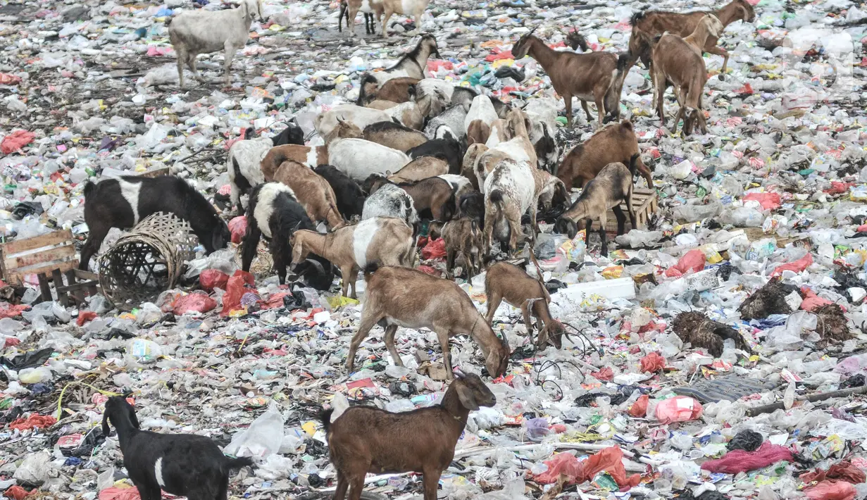 Kawanan kambing ternak mencari makanan di tumpukkan sampah di pesisir Cilincing, Jakarta Utara, Minggu (12/6/2022). Minimnya kesadaran peternak di kawasan tersebut menyebabkan kambing berburu makanan di tempat pembuangan sampah yang dapat membahayakan kesehatan hewan, terlebih akan dijual untuk kurban Idul Adha. (merdeka.com/Iqbal S. Nugroho)