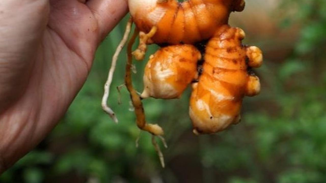 Tanaman obat memiliki potensi besar dalam menjaga kesehatan dan mengobati berbagai penyakit.