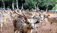 Rusa TMP Kalibata Kabur, Berkeliaran di Jalanan
