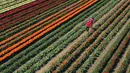 Pemandangan udara menunjukkan ladang tulip dekat Grevenbroich, Jerman barat, pada 23 April 2021. Memasuki bulan April menandai waktu bagi bunga-bunga untuk bermekaran di negara empat musim seperti Jerman. (INA FASSBENDER / AFP)