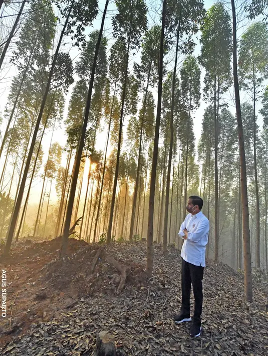 Presiden Joko Widodo atau Jokowi menikmati suasana hutan saat sunrise pada pagi hari setelah berkemah semalam di titik nol Ibu Kota Negara (IKN) Nusantara, Kecamatan Sepaku, Penajam Paser Utara, Kalimantan Timur, Selasa (15/3/2022). (FOTO: Setpres/Agus Suparto)