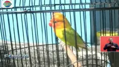 Satu ekor burung cinta atau lovebird dihargai mulai dari Rp 750 ribu hingga Rp 1,5 juta.