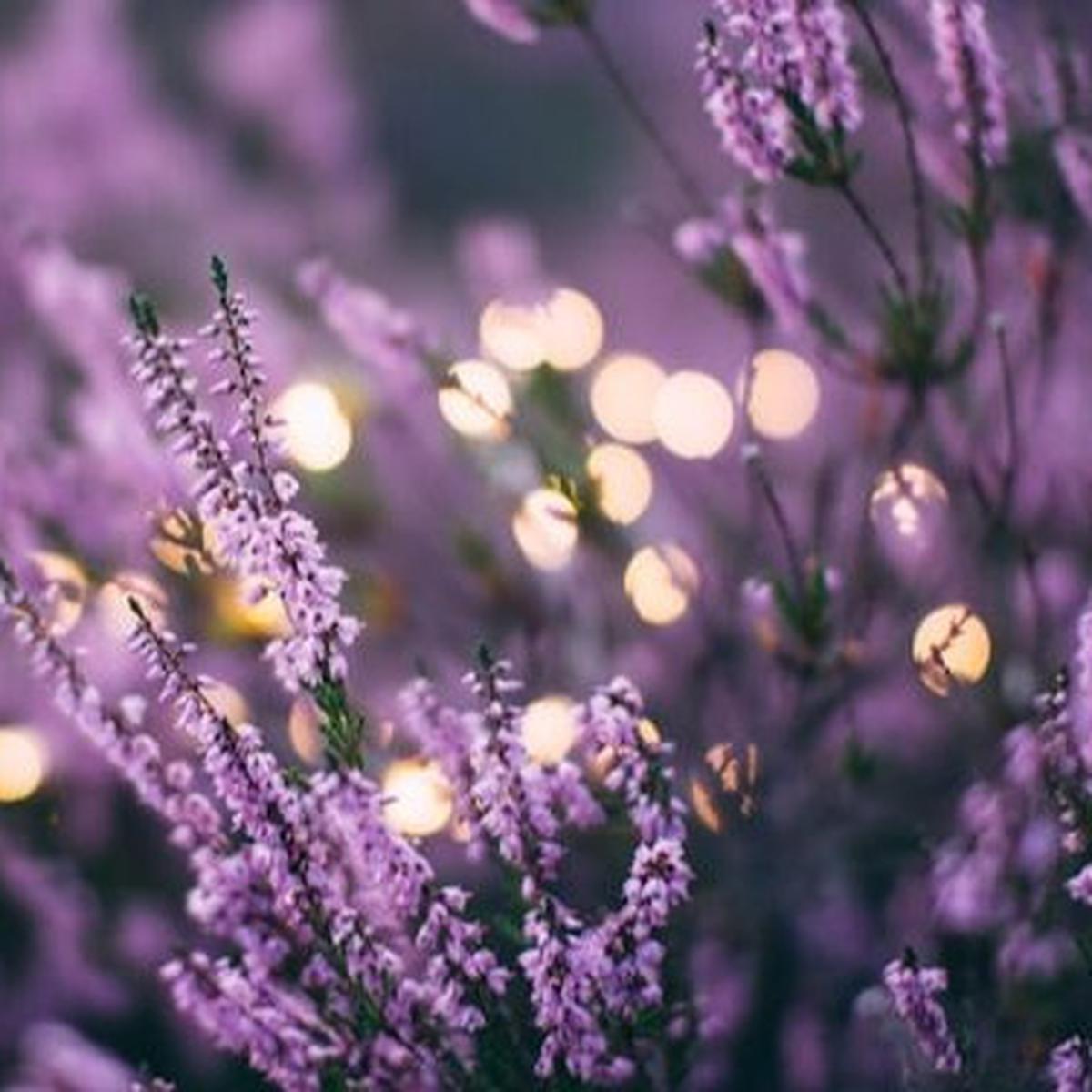 Lavender
