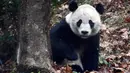 Panda raksasa Bei Bei menjelajahi kandangnya pada hari pertama di Bifengxia Panda Base di Yaan, Provinsi Sichuan, China, Kamis (21/11/2019). Nama Bei Bei adalah pemberian dari mantan Ibu Negara AS Michelle Obama dan Ibu Negara China Peng Liyuan. (Chinatopix via AP)
