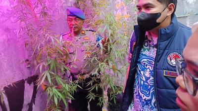 Kronologi Penangkapan Pegawai Kementerian PU Usai Tanam Puluhan Pohon Ganja