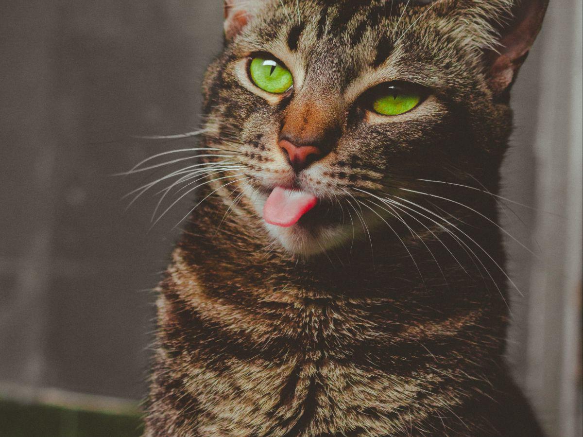 Nama Kucing Betina G – I
