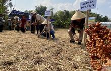 Pemkab Bantul Gencarkan Budidaya Sorgum, Perkuat Ketahanan Pangan Lokal