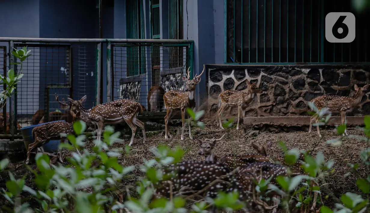 Kawanan rusa beraktivitas dalam kandangnya di Taman Margasatwa Ragunan, Jakarta Selatan, Senin (20/4/2020). Satwa-satwa di Taman Margasatwa Ragunan terlihat lebih tenang karena lingkungan menjadi lebih sepi sesuai habitat aslinya. (Liputan6.com/Faizal Fanani)