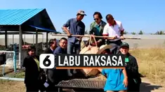 vertical labu raksasa