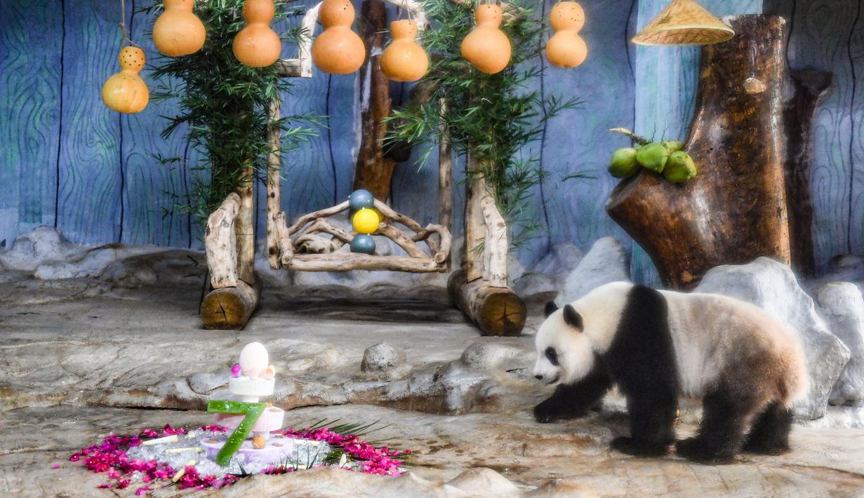 FOTO: Merayakan Ulang Tahun Dua Panda Raksasa di Haikou ...