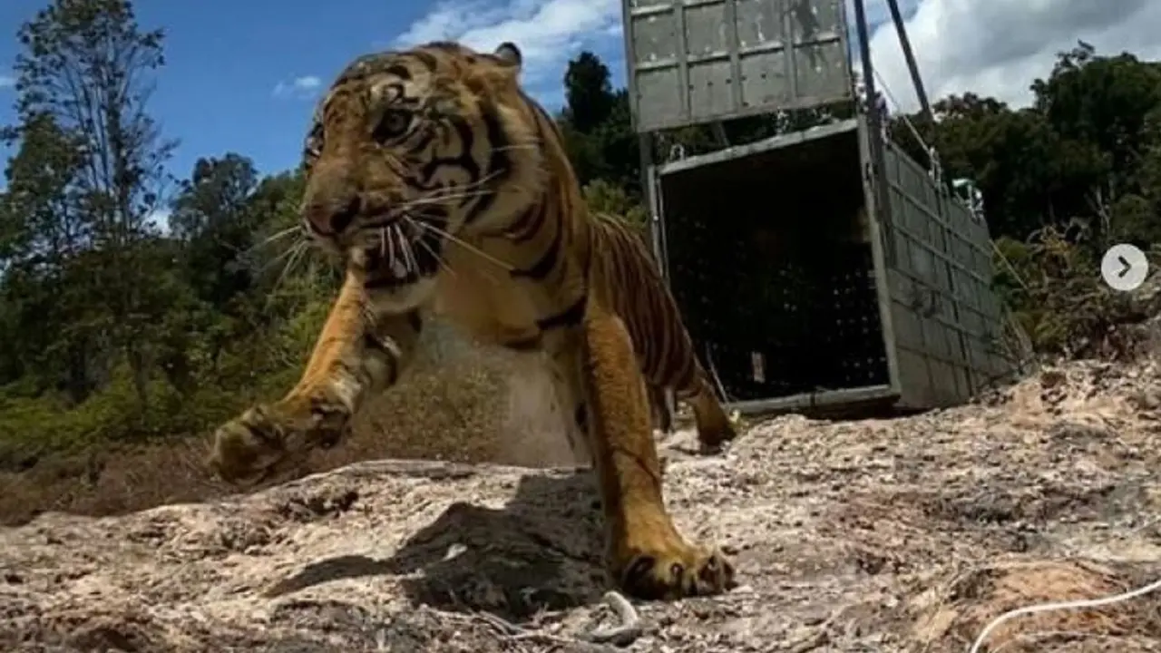 Harimau sumatra bernama Suro