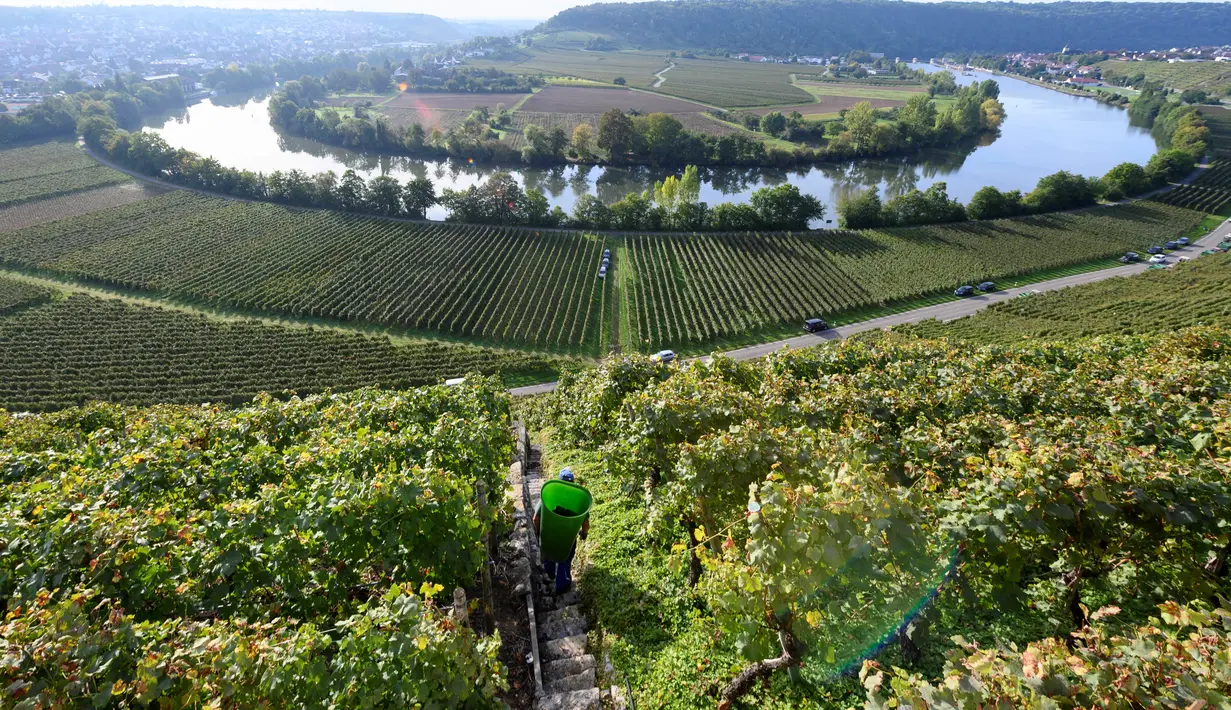 Seorang pekerja berjalan menyusuri kebun-kebun anggur yang curam saat memanen buah anggur di sepanjang Sungai Neckar di Mundelsheim, Jerman barat daya (2/10/2021). Di lokasi ini terpadat pemandangan jalur sungai Neckar yang terkenal serta lima jalur pendakian anggur dan buah. (AFP/Thomas Kenzle)