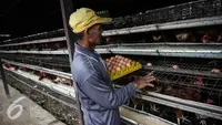 MBG Libur, Mentan Minta Perusahaan Besar Beli Telur Peternak