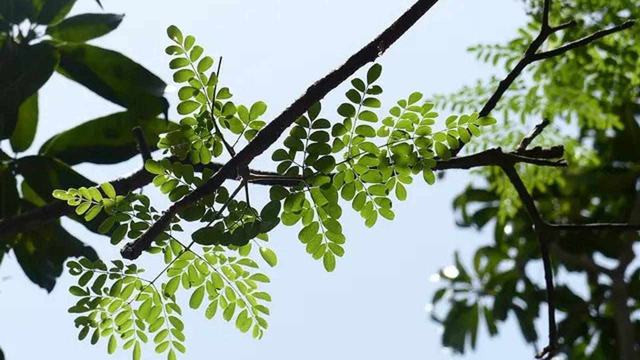 15 Manfaat Teh Daun Kelor, Rahasia Kesehatan dari 'Pohon Ajaib' untuk Tubuh Bugar