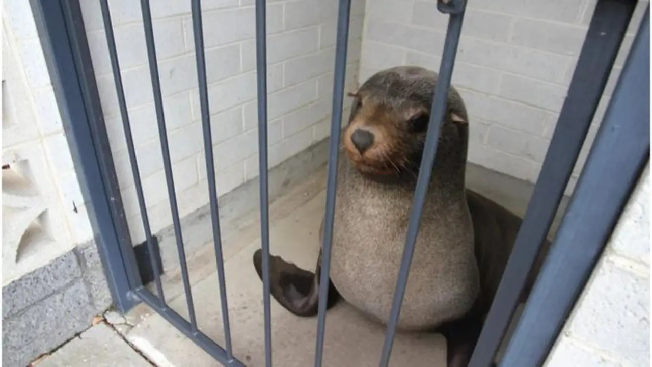 Sammy si anjing laut yang terkunci di toilet wanita. (Devonport City Council)