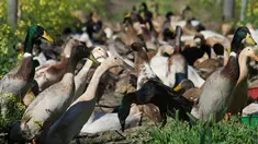 Ribuan bebek dikerahkan untuk membasmi siput dan hama kebun anggur di Vergenoegd, Afrika Selatan (10/6). Bebek ini sengaja dilatih untuk dapat membasmi hama kebun anggur. (AFP PHOTO/Rodger Bosch)