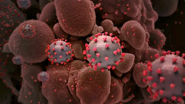 Virus