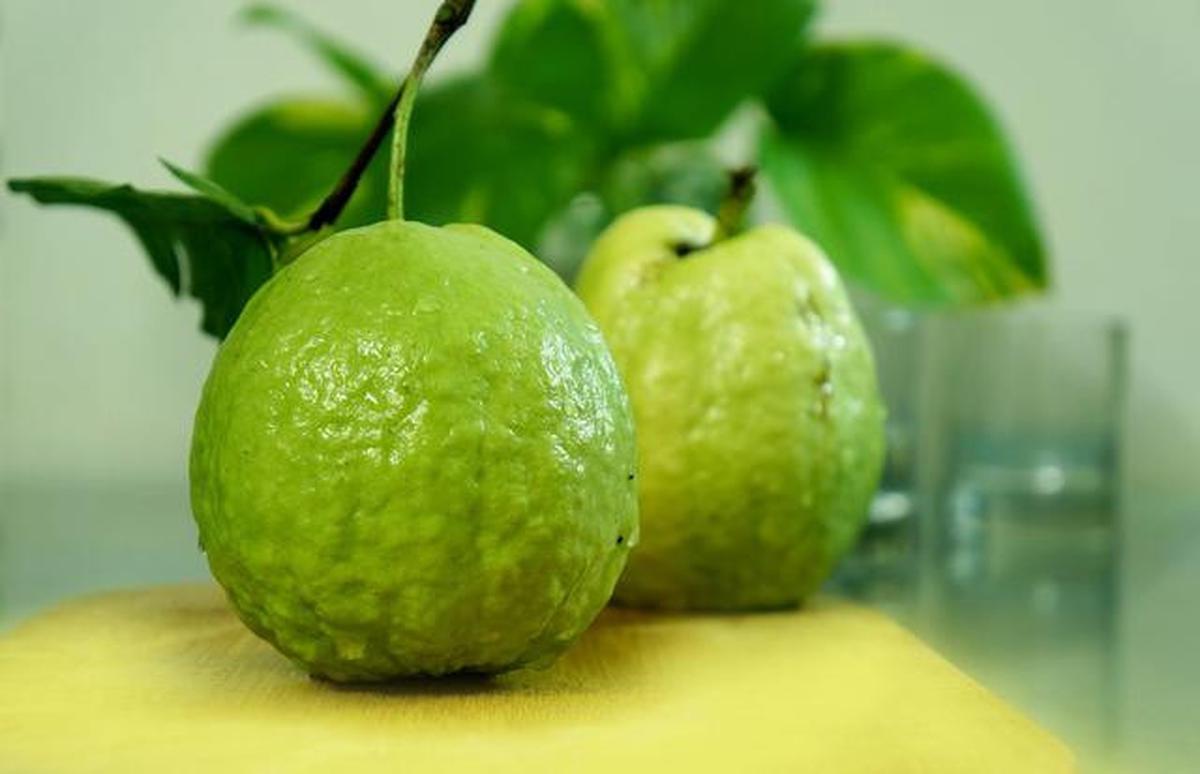 7 Jenis Pohon Buah yang Tidak Ada Ulatnya, Aman Ditanam di Rumah