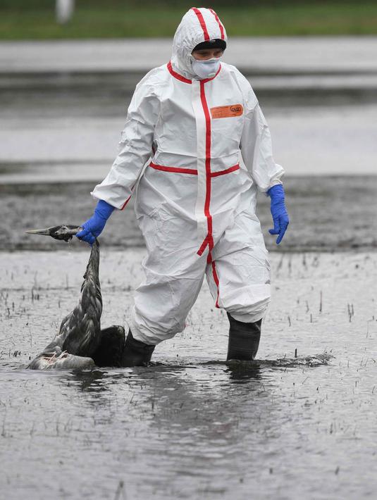 Seorang sukarelawan membantu membawa seekor burung bangau yang diduga mati karena flu burung di sebuah ladang dekat Linum, Jerman, pada 24 Oktober 2025. (RALF HIRSCHBERGER/AFP)