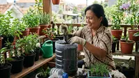 Cara Menanam Kucai di Galon 5 Liter, Panen Subur Meski di Lahan Sempit