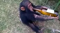 Sebuah rekaman yang menunjukkan seekor simpanse diberi minum bir, diprotes oleh netizen