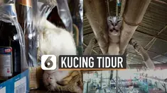 Kucing adalah hewan mamalia yang lucu dan berbulu. Sering sekali dijadikan sebagai binatang peliharaan. Uniknya lagi kucing bisa tidur di mana saja.