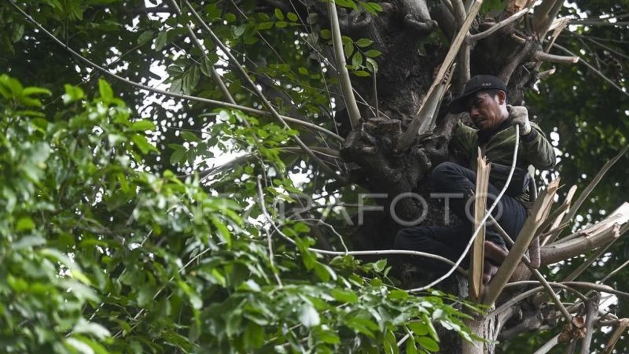 Distamhut DKI Petakan Risiko Pohon Tumbang Jakarta, Siaga 24 Jam Hadapi Cuaca Ekstrem