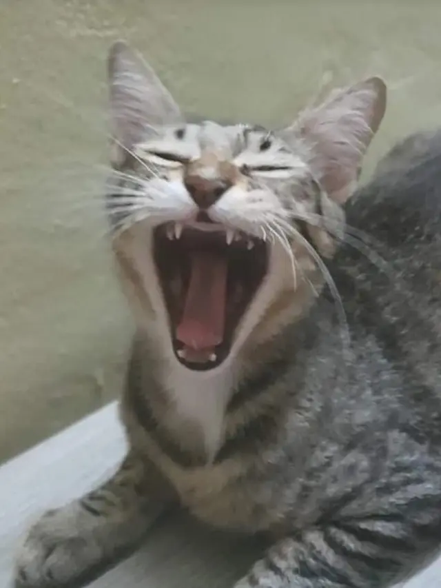 5 Kucing Pemberani Ini Lindungi Pemiliknya dari Ular Kobra yang Masuk ke Rumah