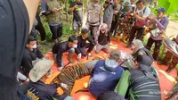 Kemenhut Amankan Harimau Sumatera yang Berkeliaran Dekat Sekolah