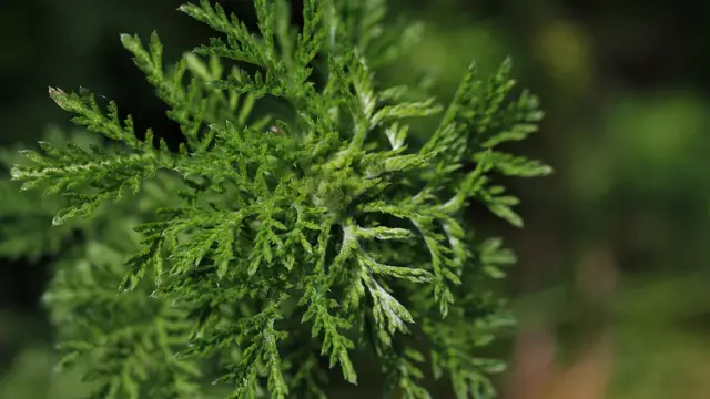 Cocok untuk Kulit Sensitif dan Berjerawat, Kenali Khasiat Baik Tanaman Mugwort Bagi Kulit