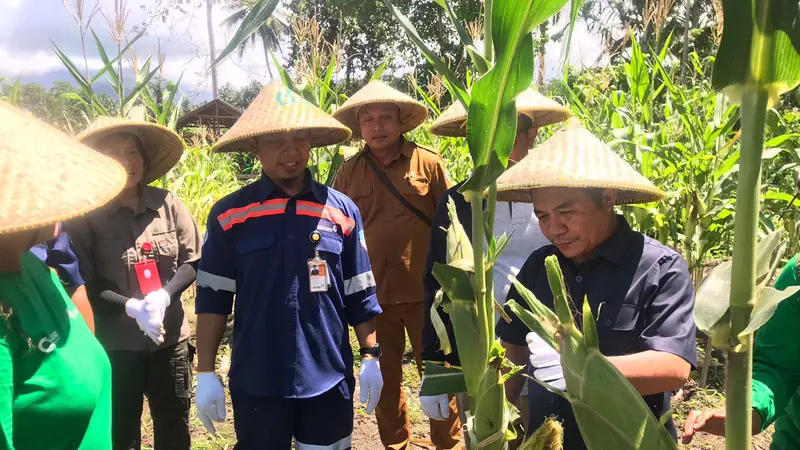 Kelompok Tani Binaan CSR Antam di Maluku Utara Panen Perdana 3.352 Tongkol Jagung Manis 