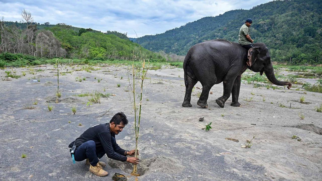 Ratusan Ribu Pohon Ditanam di DAS Peusangan Aceh