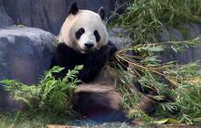 FOTO: Lucunya Dua Ekor Panda Raksasa dari China Resmi Jadi Penghuni Baru Kebun Binatang San Diego di Amerika Serikat