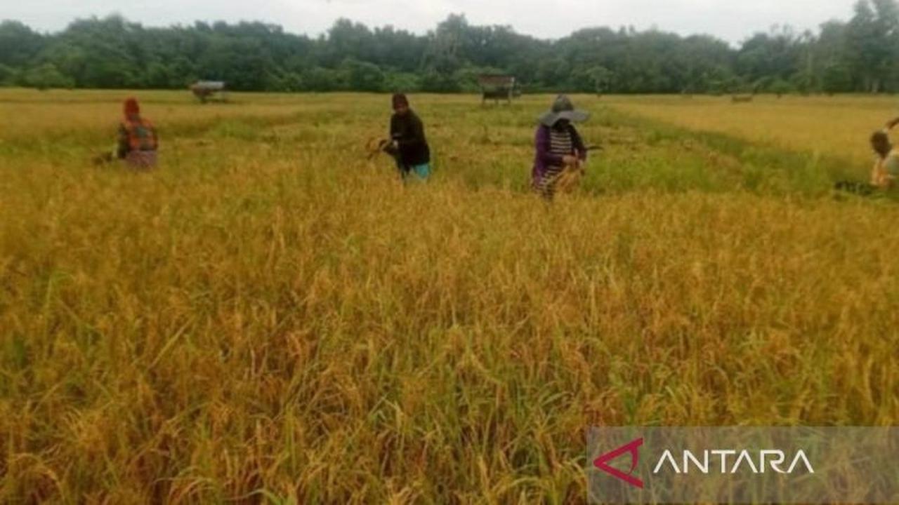 Bulog Pastikan Penyerapan Gabah Petani di Simeulue Berlanjut, Jaga Stabilitas Harga dan Ketahanan Pangan
