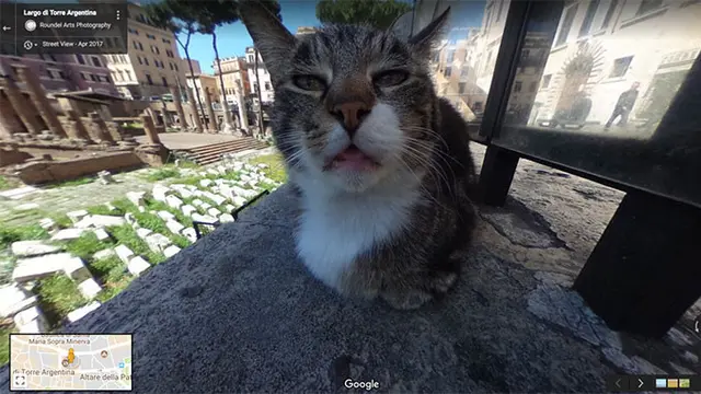 8 Potret Hewan Tertangkap Kamera Google Street View Ini Bikin Tepuk Jidat