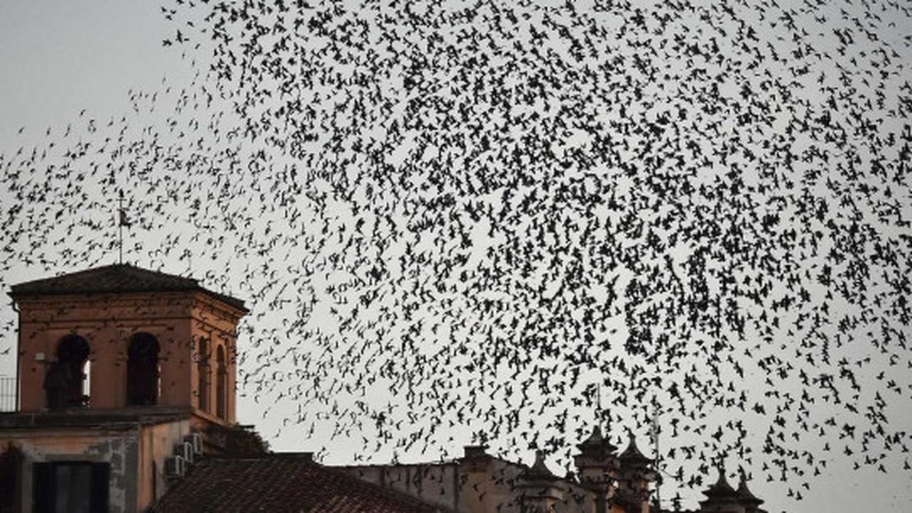 Fenomena jutaan burung jalak bermigrasi lintasi langit Eropa
