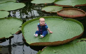 10 Fakta Tanaman Air Raksasa Asal Amazon, Bentuknya Indah dan Bisa Menopang Tubuh Anak-Anak