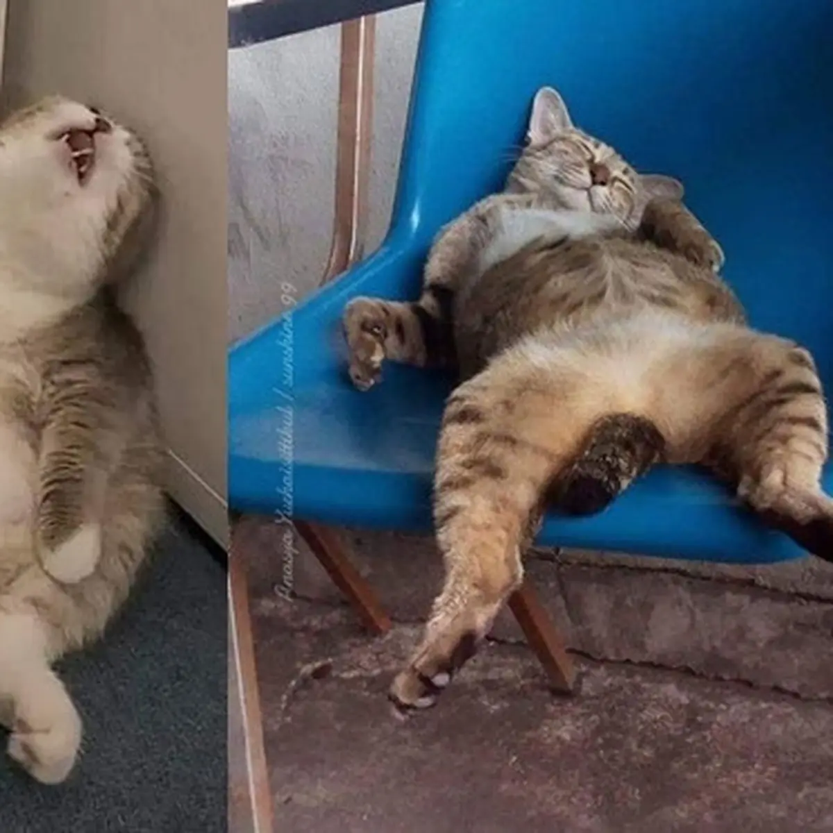 7 Pose Menggemaskan Kucing Saat Tidur Nyenyak Ini Kocak ...