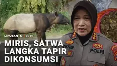 Seekor hewan langka Tapir yang muncul di dekat permukiman warga di Lampung justru diburu. Dagingnya dimasak untuk dikonsumsi. Melukai atau membunuh hewan langka dengan sengaja bisa dipenjara maksimal 15 tahun.
