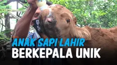 SAPI LANGKA