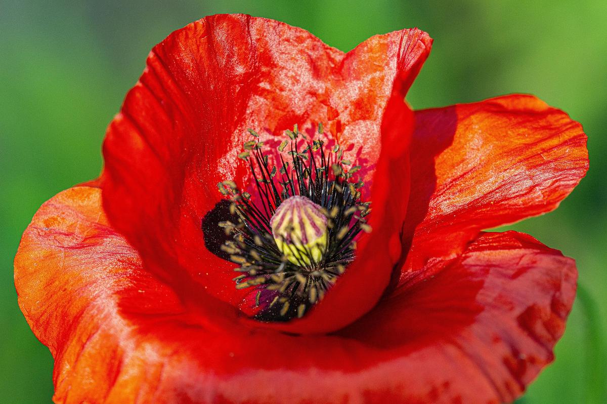 Bunga yang Hidup di Air Seperti Bunga Water Poppy.