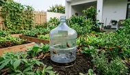 Cara Membuat Perangkap Siput dan Bekicot dari Galon Bekas untuk Kebun Sayur, Bebas Kimiawi