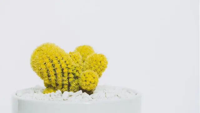 Background Presentasi Yellow