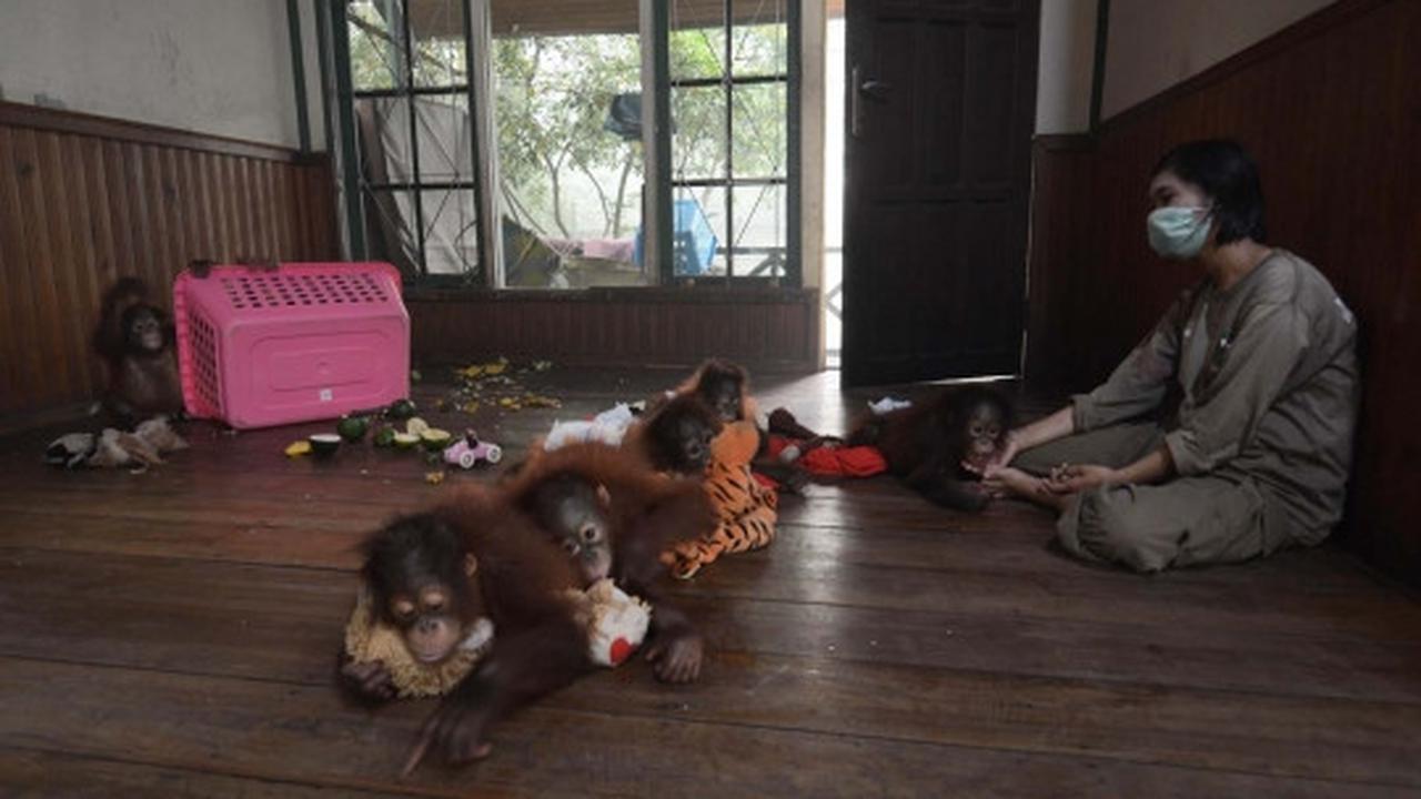 Meratapi kehidupan orang utan di Kalimantan terancam kabut asap