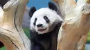 Panda raksasa bernama Qingcheng beraktivitas dalam kandangnya di sebuah kebun binatang di Anshan, Liaoning, China, Kamis (21/5/2020). Dua panda raksasa bernama A'ling dan Qingcheng akan tampil di hadapan publik usai menjalani fase adaptasi. (Xinhua/Yao Jianfeng)