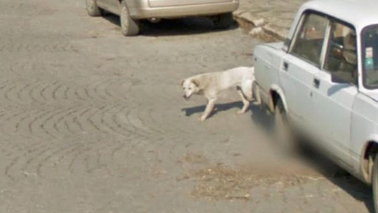 Bikin Netizen Kagum, Anjing Ini Terekam Google Maps di Tempat yang Sama Setelah 7 Tahun