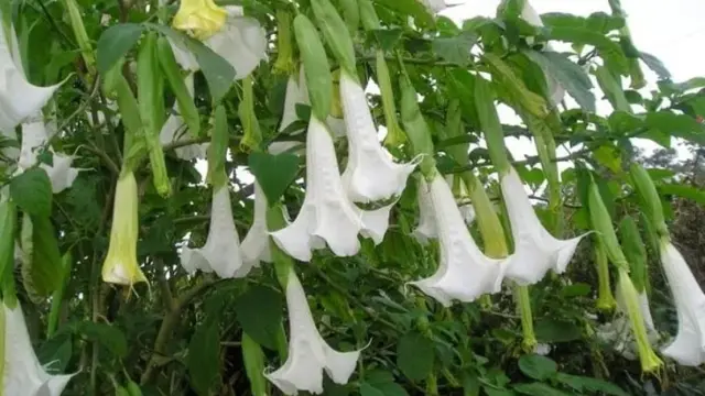 Pohon Kecubung Wulung (Foto: Star Farm International)